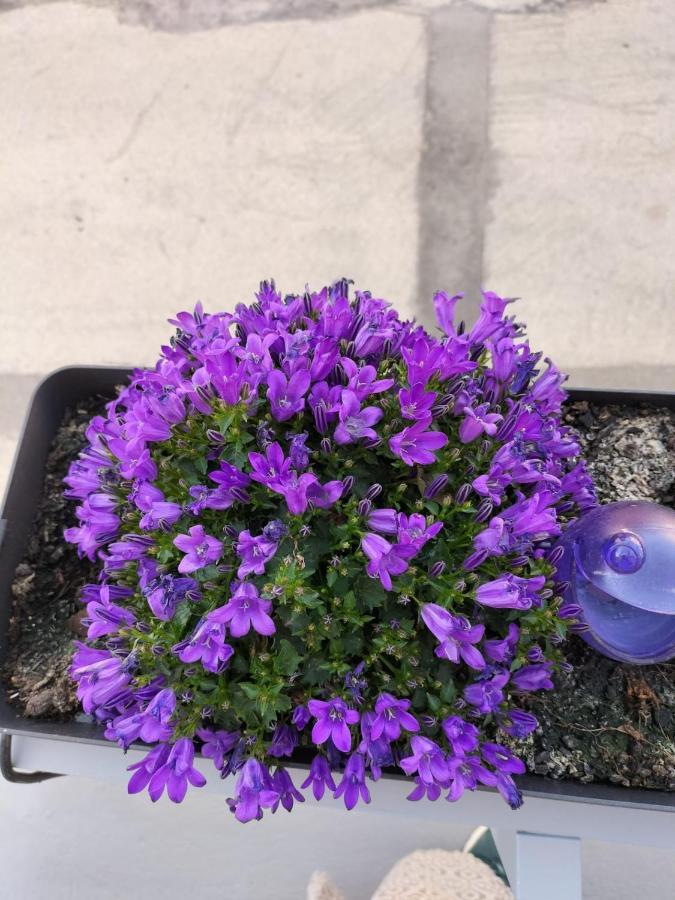 코스타노바 The Violet House 빌라 외부 사진
